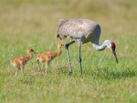 A1B0156c  Sandhill Crane (Antigone canadensis) - adult pair with two colts
